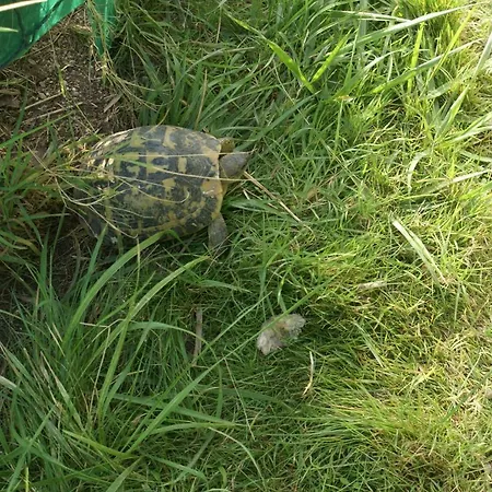 Nocleg ze śniadaniem La Mia Casa Per Tutti Cerveteri